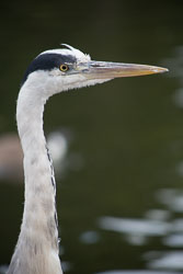 Animal_Kingdom