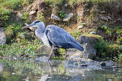 Animal_Kingdom
