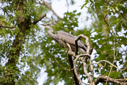 Animal_Kingdom