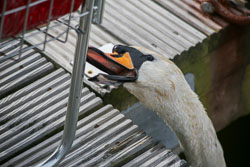 Animal_Kingdom