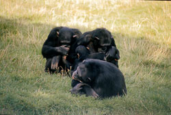 'Monkey'_005.jpg