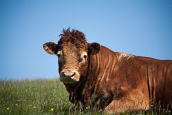 Bull_-104.jpg