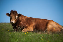Bull_-105.jpg