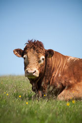 Bull_-106.jpg