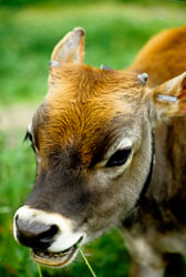 Calf_-101.jpg