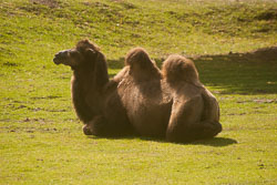 Camel,_Bactrian_005.jpg