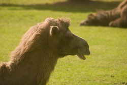 Camel,_Bactrian_006.jpg
