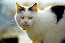 Cat_001.jpg