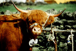 Cattle_008.jpg
