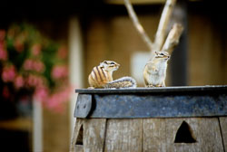 Chipmonk_002-2.jpg