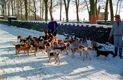 Colne_Valley_Beagles,_Snow_001.jpg