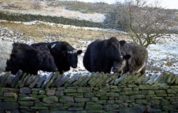 Cows_-101.jpg