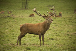 Deer_011.jpg