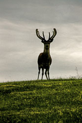 Deer_012-2.jpg