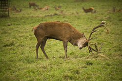 Deer_018.jpg