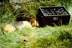 Dog_009-2.jpg
