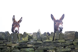 Donkeys-002.jpg