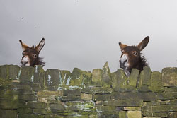 Donkeys-004.jpg