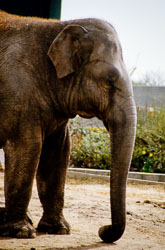 Elephant_009.jpg