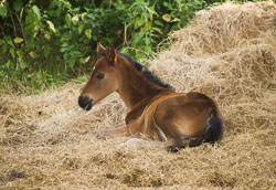 Foal_-_Mare_008.jpg