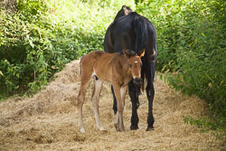 Foal_-_Mare_011.jpg