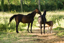 Foal_-_Mare_013.jpg