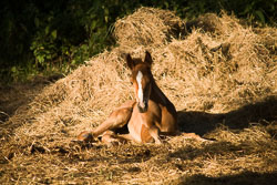 Foal_-_Mare_015.jpg