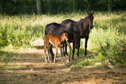 Foal_-_Mare_028.jpg