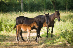 Foal_-_Mare_032.jpg