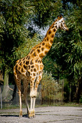 Giraffe_001.jpg