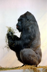Gorilla_985.jpg