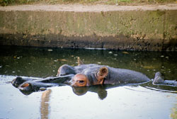 Hippopotamus_001.jpg