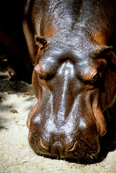 Hippopotamus_002.jpg