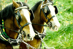 Horse_015-2.jpg