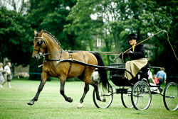 Horse_023.jpg