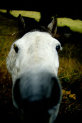 Horse_036.jpg