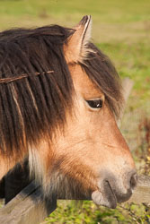 Horse_203.jpg