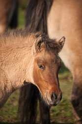 Horse_204.jpg