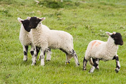 Lambs_-102.jpg