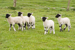 Lambs_-103.jpg
