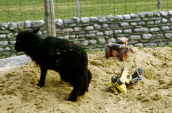 Lambs_-105.jpg