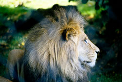 Lion_001.jpg
