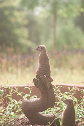 Meerkat_004.jpg