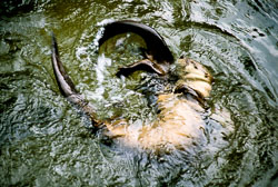 Otter_006.jpg