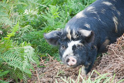 Pig203.jpg