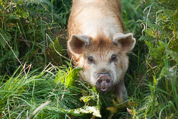 Pig204.jpg