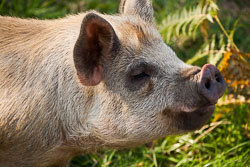 Pig210.jpg