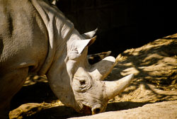 Rhinoceros_001.jpg