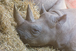 Rhinoceros_003.jpg