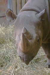 Mammal